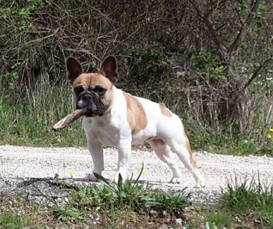 Noudmilla Du Manoir Du Breuil